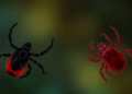 Hidden Tick- and Flea-Borne Probes in HIV Patients Reveal High Bartonella Exposure but No Active Infection