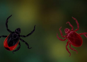 Hidden Tick- and Flea-Borne Probes in HIV Patients Reveal High Bartonella Exposure but No Active Infection