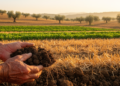 Two Decades of Conservation Agriculture Rebuild Soil Structure and Double Surface Carbon in Mediterranean Farmland