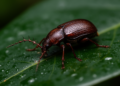 New Beetle Species from Northern Sumatra Boasts Fully Hidden Head and Unique Leg Morphology