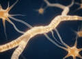 A computational roadmap to activity-dependent myelination