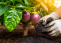 Trichoderma strains suppress bacterial blight in passion fruit by priming plant defenses