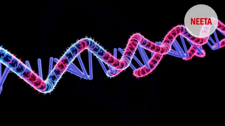 Rare ERBB2 Variants Expand the Genetic Picture of a Multisystem Congenital Disorder