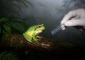 Hidden in Vietnam's Mountains: New Treefrog Species Revealed by DNA and Distinctive Colors