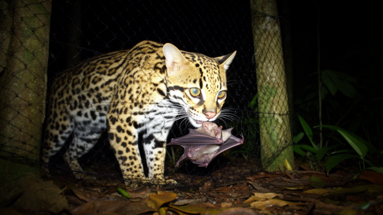 One-Eyed Ocelot Caught on Camera Preying on Fruit Bat in a Mist Net