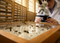 Swiss Museum Collections Reveal 46 New Parasitoid Wasp Species