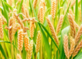 Organic Fertilizer Boosts Maize but Not Wheat in China's Grain Belt, Meta-Analysis Finds