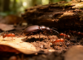 A new species of the myrmecophilous genus Cryptocephalomorpha Ritsema, 1875, from the Indochinese Peninsula (Coleoptera, Carabidae, Pseudomorphini)
