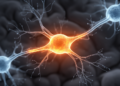 Hidden Calcium Signal Rewires Memory Gateway in the Brain