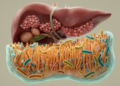 Targeting gut dysbiosis: a new frontier in MASLD management