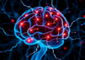 High-Frequency Brain Stimulation Selectively Fires Up Human Fast-Spiking Interneurons