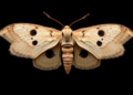 Two New Moth Genera Recorded from Taiwan's Lanyu Island, One New Species Described