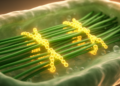 MAP65 proteins influence crop traits