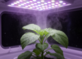 Plants Keep Losing Water at Night, and Space Farming Can't Afford to Ignore It