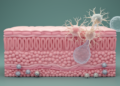 How Persistent HPV Infection Drives Cervical Precancer: Molecular Pathways, Immune Evasion and Emerging Technologies
