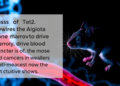 Loss of Tet2 Rewires the Aging Bone Marrow to Drive Blood Cancers, Mouse Study Shows