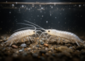 Two new amphipod species found hiding beneath Washington, D.C.