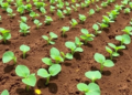 Soil pH Emerges as Master Switch Governing Legume Farming Performance Across China