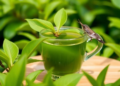 How Sugar Rules the Tea Plant: New Review Reveals Carbon Secrets of the World's Favorite Drink