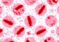 AI Ensemble Reads Blood Smears With Near-Perfect Accuracy to Identify Malaria Parasites