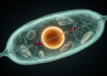 Malaria Parasite Protein Caught Hitching a Ride Into the Nucleus
