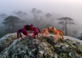 Two Striking New Crab Genera Discovered on Isolated Vietnamese Mountaintops