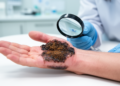 Plant Fungus Gloniopsis leucaenae Infects Human Hand in First Reported Case