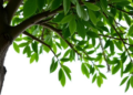 Ethylene's Secret: MAPK Phosphorylation Switch Drives Rubber Tree Latex Boom