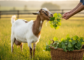 Poplar Leaves Boost Selenium and Cut Methane in Goats but Backfire in Early Lactation