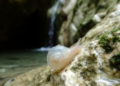 Tiny Blind Snail Named After Hermes Emerges From a Greek Karst Spring