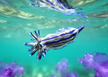 Blue Dragon sea slugs hide at least two species off Vietnam, DNA study reveals