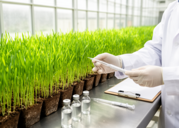 Scientists Pinpoint Genes That Shield Wheat From a Key Herbicide