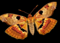 Desert moth rides African winds into Spain but never stays, DNA and weather records reveal
