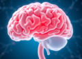 Gut's Second Brain: When Sensory Neurons Misfire, Digestive Disease Follows