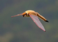 Gliding Mammals Evolved the Same Skill Through Different Genetic Routes