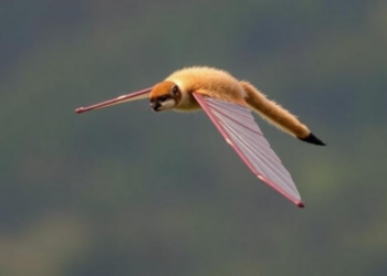 Gliding Mammals Evolved the Same Skill Through Different Genetic Routes