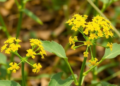 Hybrid Genome Assembly Reveals Effector Arsenal of White Rust Pathogen in Indian Mustard