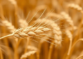 Ancient Jumping Genes May Help Wheat Survive Drought Through Epigenetic Control