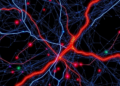 Graph Neural Networks Map the Hidden Highways That Decide Whether Lithium Batteries Grow Dendrites