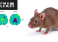 Hippocampal GluN2A Knockdown Differentially Alters Spatial Exploration and Behavioral Performance in Male and Female Rats