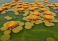 Hidden harvest: Moroccan lagoon seaweeds and seagrasses offer vast untapped ecosystem services