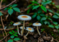 Two New Fusarium Species Uncovered in Hainan's Tropical Forests