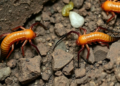 Hidden Ice-Age Relics: Two New Species of Enigmatic Rock Crawlers Discovered in Western Japan