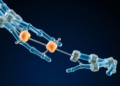 Hidden Protein Switches That Keep Bones in Balance May Reshape Osteoporosis Research