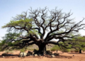 Ancient Greek Oak Survived a Megafire - Its Leaves Now Tell Scientists How