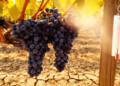 Simulated Heatwaves Strip Pinot Noir Grapes of Acidity and Color