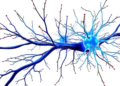 How to train your neuron: building a detailed, up-to-date, multipurpose model of hippocampal CA1 pyramidal cells