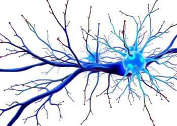 How to train your neuron: building a detailed, up-to-date, multipurpose model of hippocampal CA1 pyramidal cells