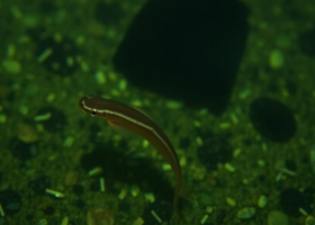 Brazil's Silent Battle Against Barriga d'Água: Why Schistosomiasis Refuses to Disappear