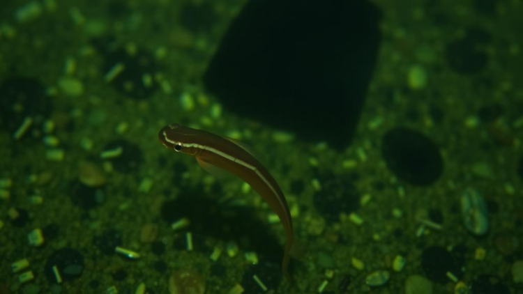 Brazil's Silent Battle Against Barriga d'Água: Why Schistosomiasis Refuses to Disappear